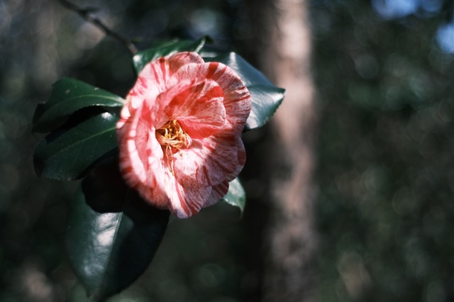 DSCF0848.jpg