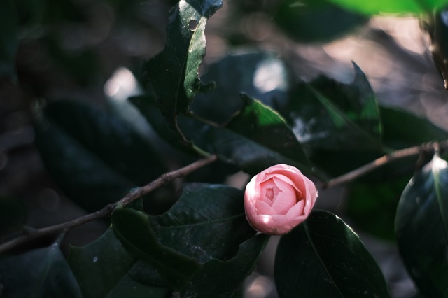 DSCF0851.jpg