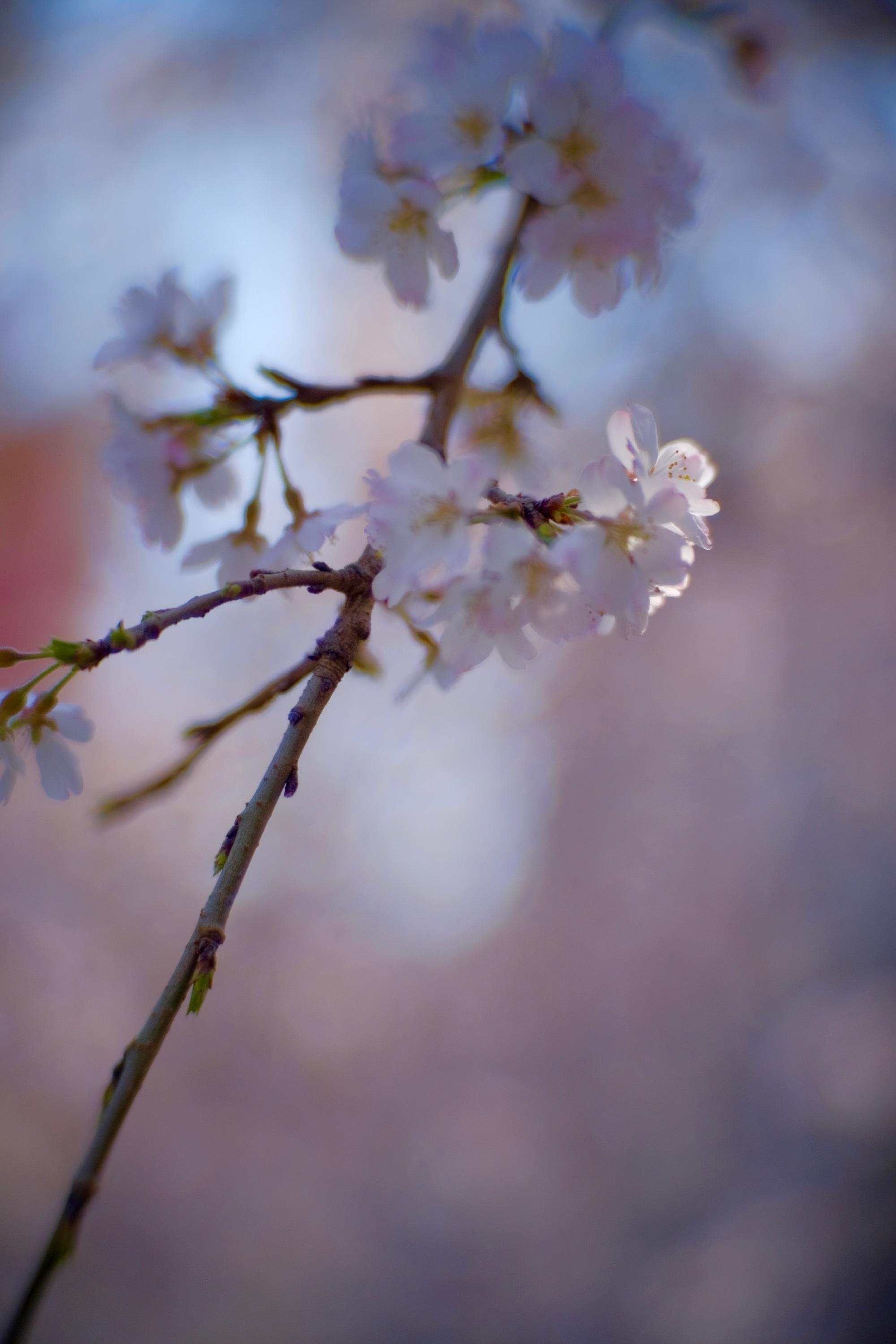 ZUNOW Opt. Japan ZUNOW-ELMO Cine 1:1.1 F=38mm + FUJIFILM X ZUNOW Opt. Japan ZUNOW-ELMO Cine 1:1.1 F=38mm + FUJIFILM X