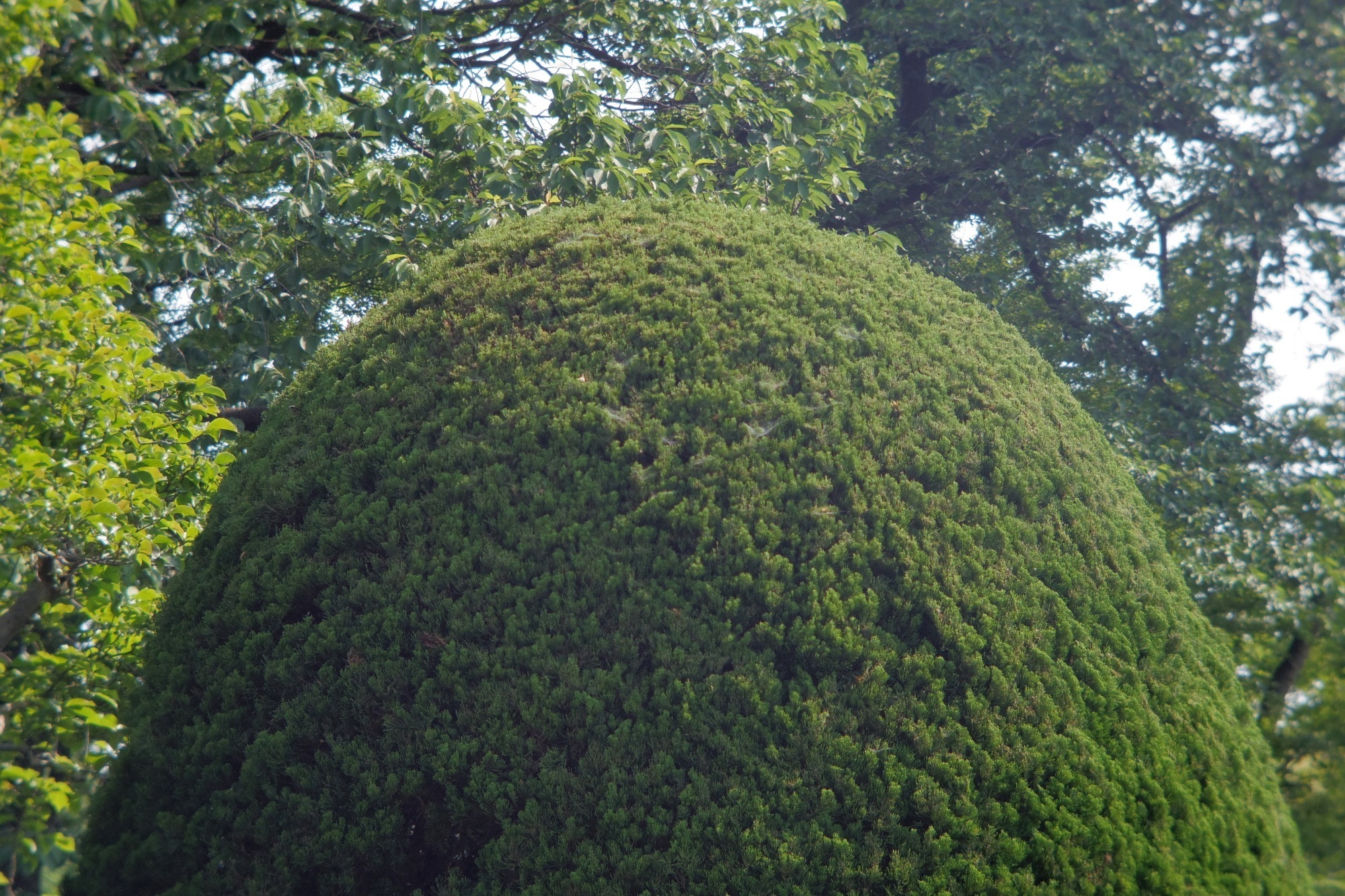 第三十四號 ZUNOW Opt. Japan ZUNOW-ELMO Cine 1:1.1 F=38mm + PENTAX