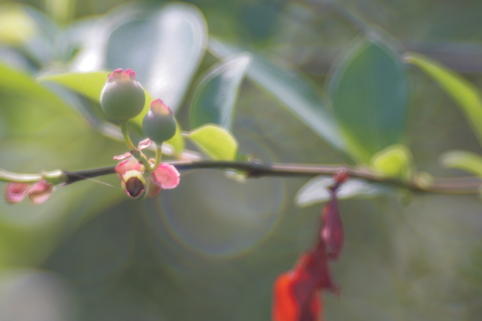 第三十四號 ZUNOW Opt. Japan ZUNOW-ELMO Cine 1:1.1 F=38mm + PENTAX